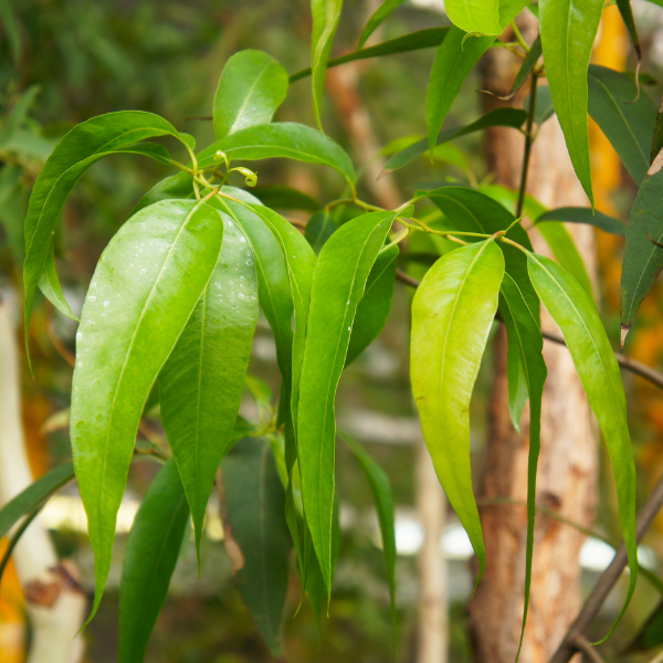 Australian Eucalyptus (Eucalyptus radiata) — ingredient used in Zea natural wellness products
