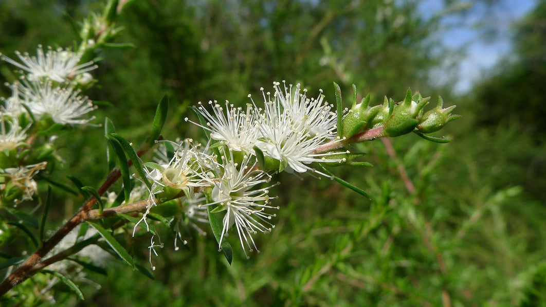 Kunzea ambigua flower in bloom, the Tasmanian native plant behind Kunzea oil