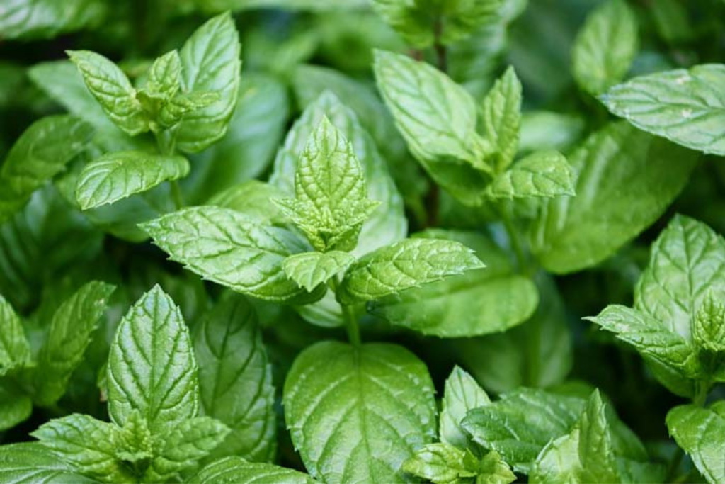 Benefits and Uses of Peppermint Oil