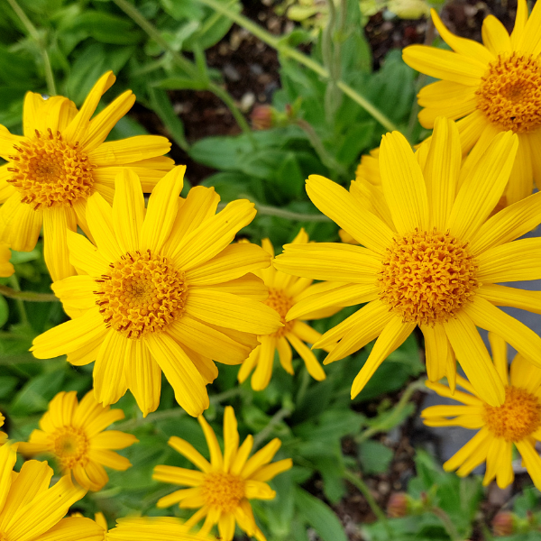 Arnica Extract (Arnica Montana) — ingredient used in Zea natural wellness products