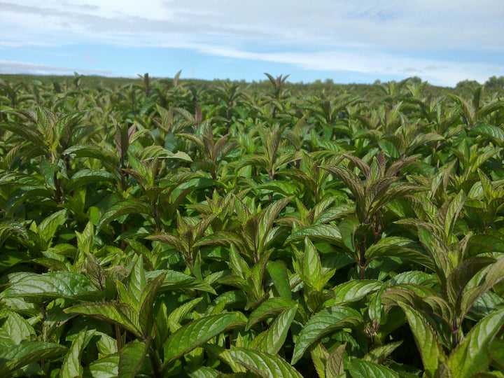 Australian Peppermint (Mentha piperita) — ingredient used in Zea natural wellness products