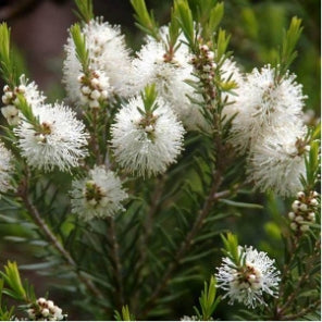 Australian Nerolina (Melaleuca quinquenervia) — ingredient used in Zea natural wellness products