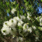 Australian Rosalina (Melaleuca ericifolia)