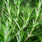 Rosemary Extract