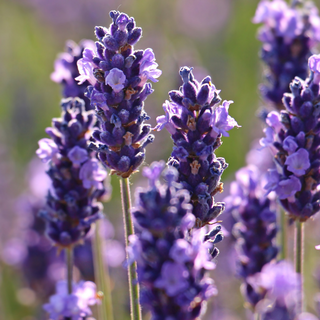 Australian Lavender (Lavandula angustifolia) — ingredient used in Zea natural wellness products