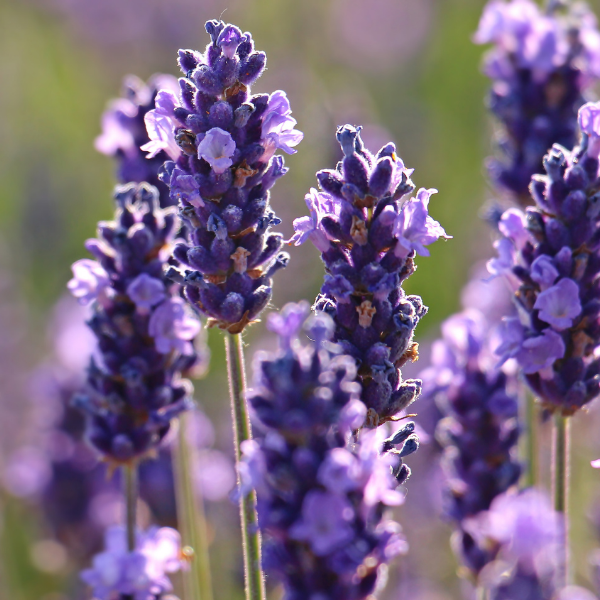 Australian Lavender (Lavandula angustifolia) — ingredient used in Zea natural wellness products