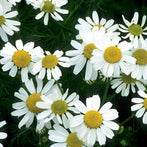 Chamomile German Extract (Matricaria chamomilla)