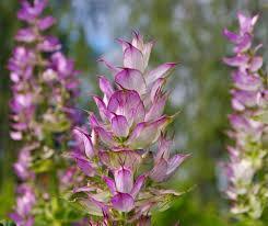 Clary Sage (Salvia sclarea) — ingredient used in Zea natural wellness products