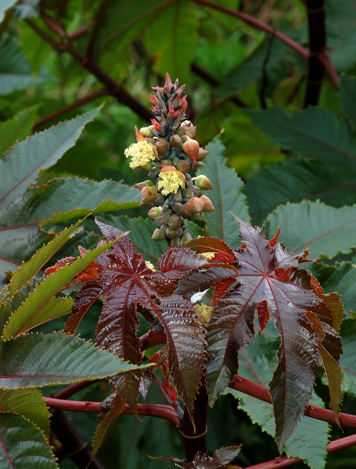 Castor Oil (Ricinus communis) — ingredient used in Zea natural wellness products