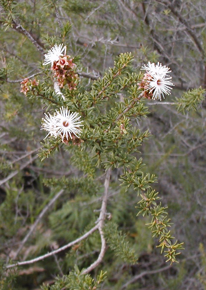 Kunzea Honey (Apis mellifera × Kunzea ambigua) — ingredient used in Zea natural wellness products