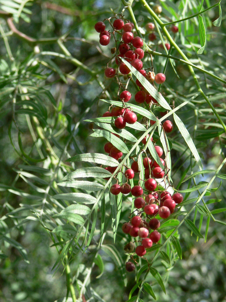 Pink Peppercorn (Schinus molle) — ingredient used in Zea natural wellness products