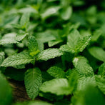 Australian Spearmint