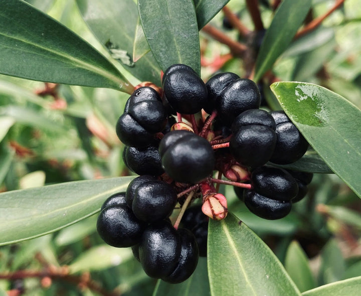 Tasmanian Pepperberry (Tasmannia lanceolata (fruit)) — ingredient used in Zea natural wellness products